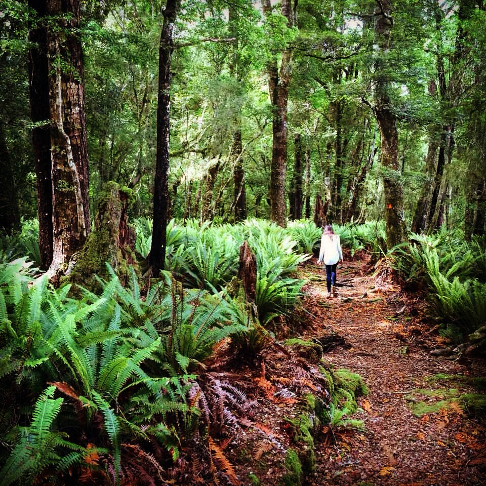 FOREST @LAKE ROTAROA