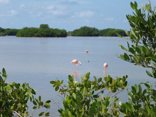 P1010307 Flamingoes Merida